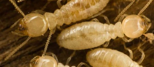 diagnostic de termites.