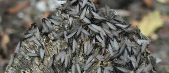 Diagnostic termites