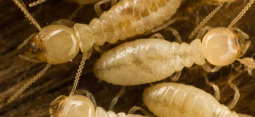 diagnostic de termites.